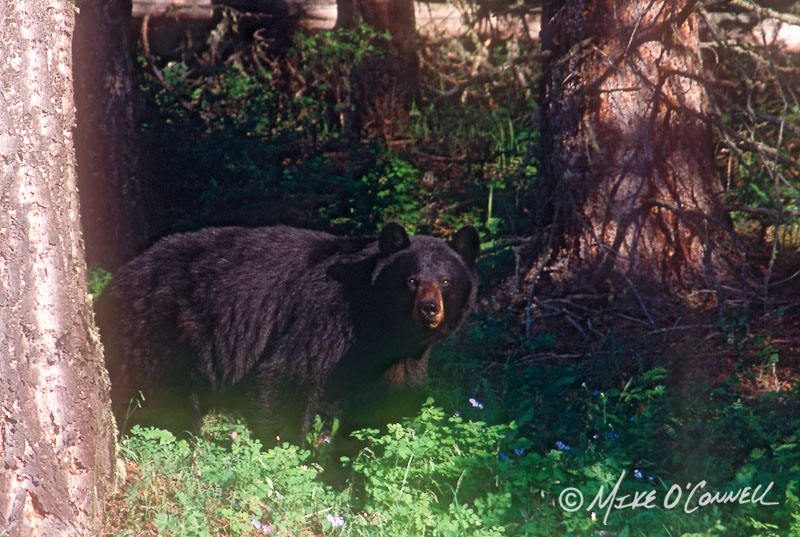 At the Forest's Edge