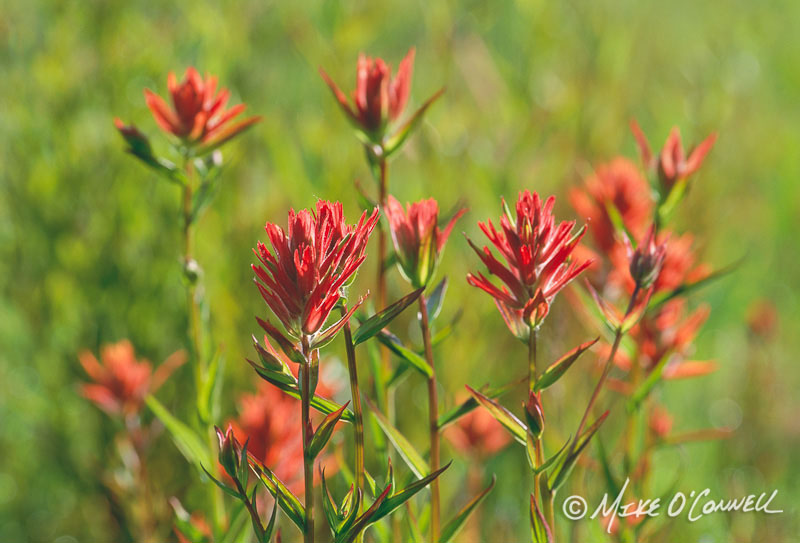 Backlit Paintbrush