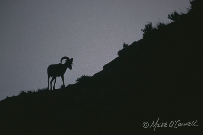 Bighorn Silhouette
