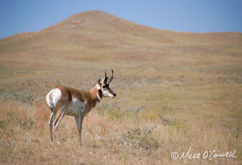 Black Hills Pronghorn