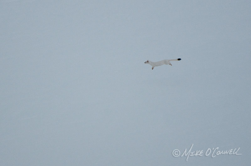 Bounding Ermine
