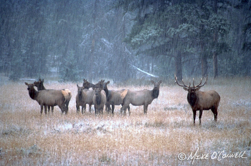 Bugling Bull Elk and Harem