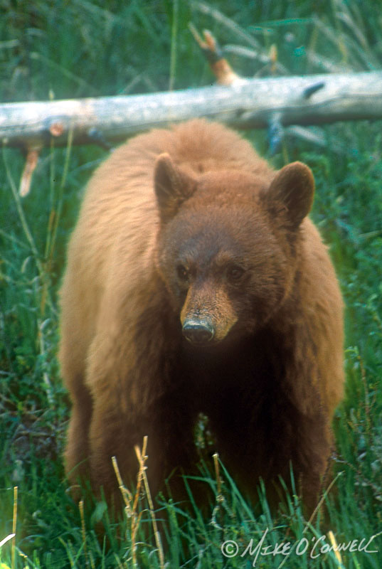 Cinnamon Bear