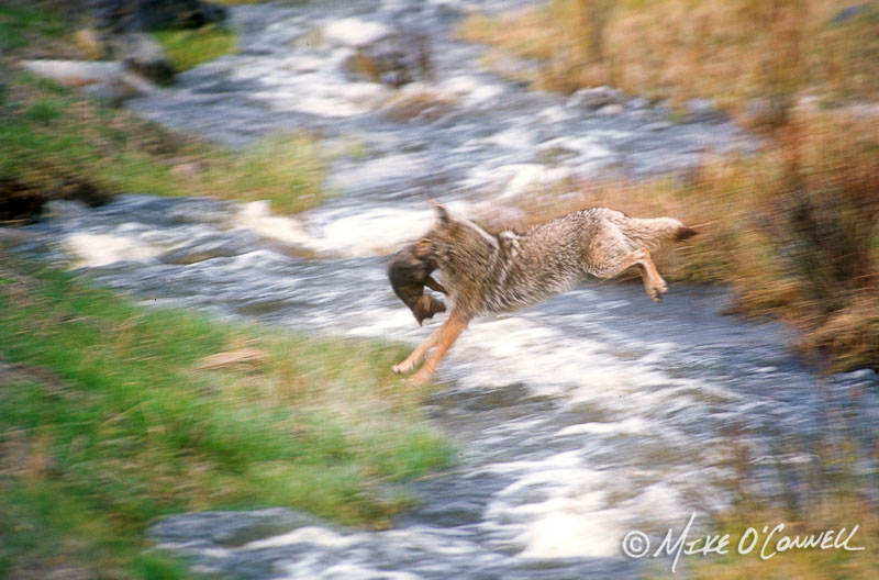 Crossing the Creek