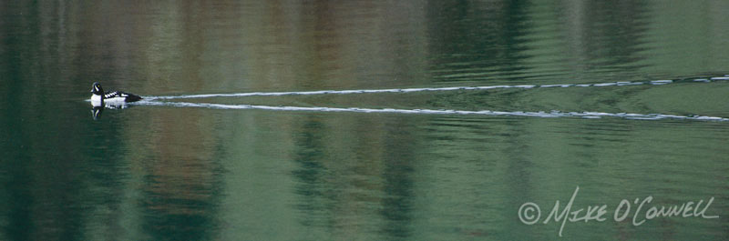 Goldeneye Glide