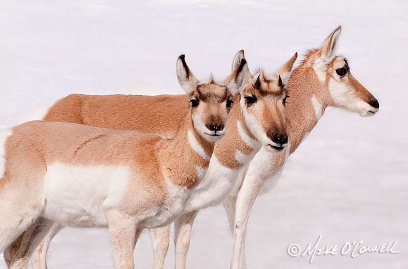 Portrait of Three Pronghorns