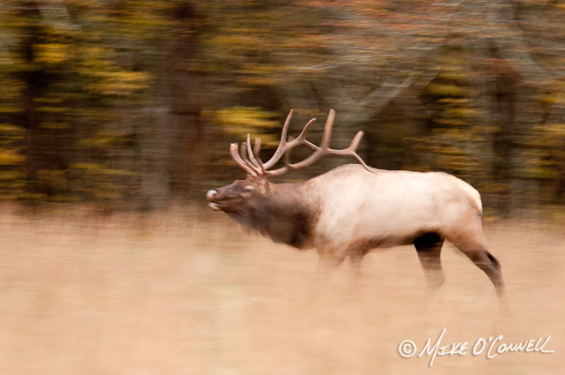 Smoky Mountains Rutting Bull