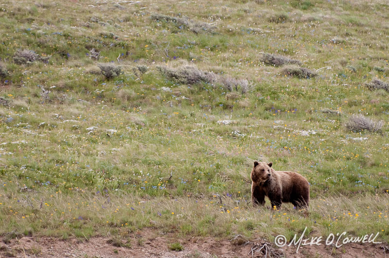Washburn Bear