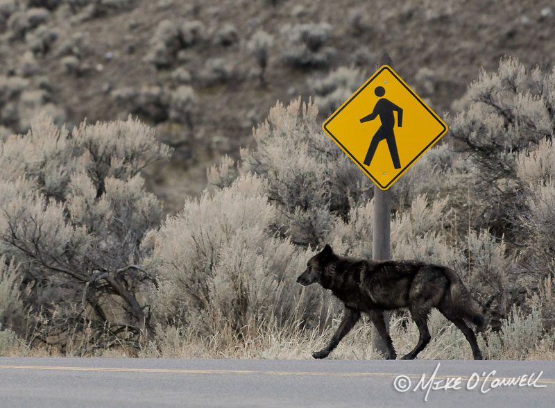 Wolf Crossing