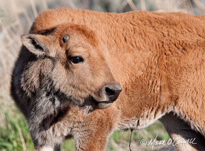 A Few Days Old