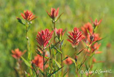 Backlit Paintbrush