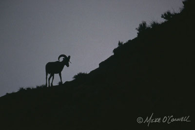 Bighorn Silhouette