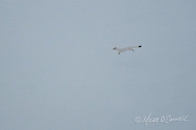 Bounding Ermine