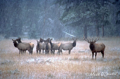 Bugling Bull Elk and Harem