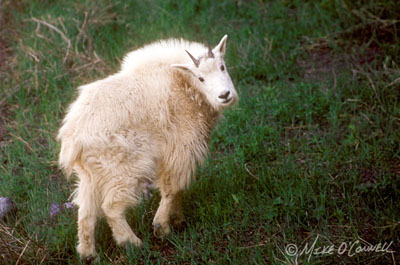 Glacier Goat