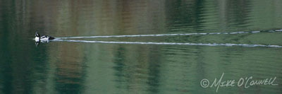Goldeneye Glide