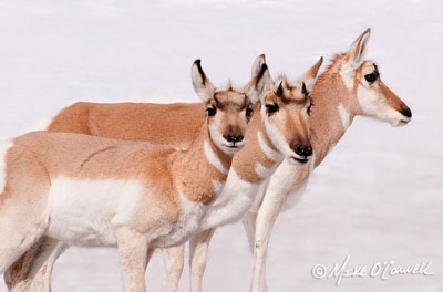 Portrait of Three Pronghorns