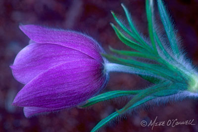 Prairie Crocus