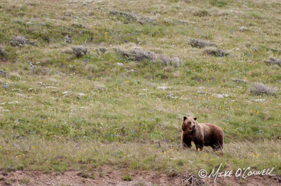 Washburn Bear