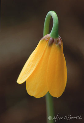 Yellowbell